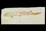 Cretaceous Fossil Shark (Pararhinchodon) - With Pos/Neg #107614-2